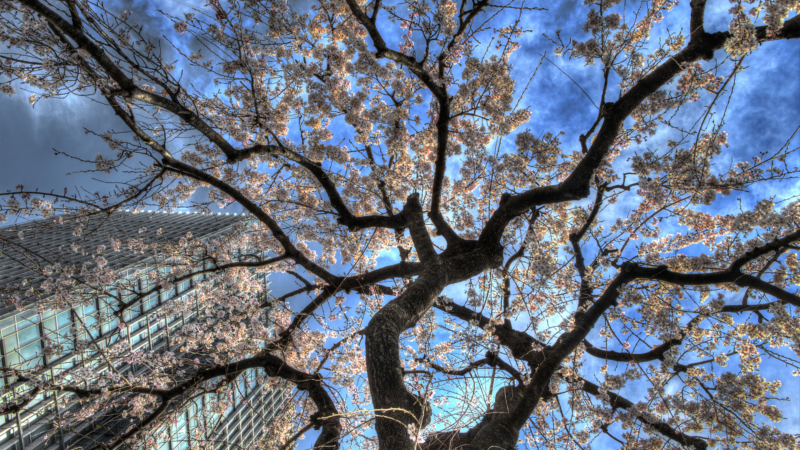 Cherry Blossoms Tokyo